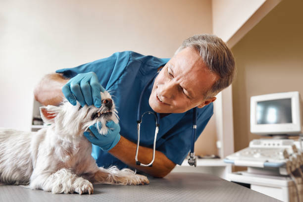 Best Emergency Treatment for Toothache in Tavernier, FL